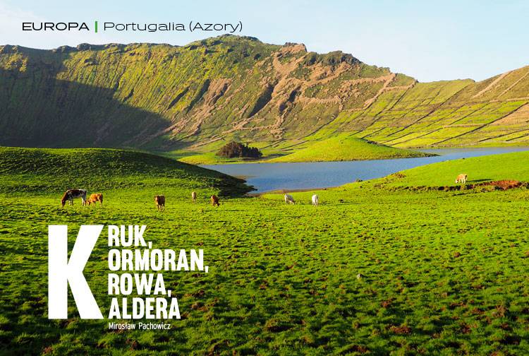 Losowy darmowy artykuł